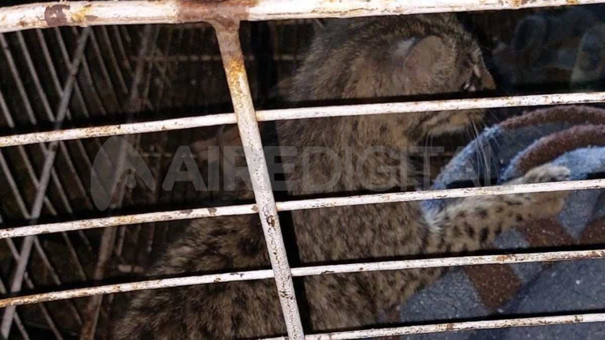 El animal fue trasladado en una jaula al destacamento de la Sección Ecológica y, posteriormente, derivado a la Granja de La Esmeralda