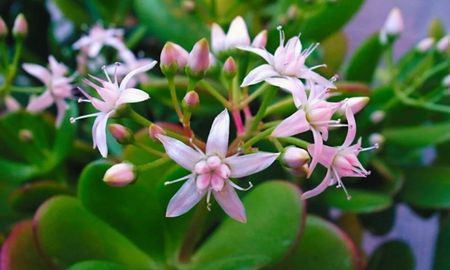 Cómo hacer para que el árbol de jade florezca en otoño. Cómo hacer para que el árbol de jade florezca en otoño.
