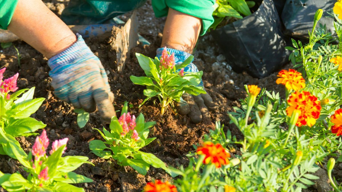 Flores fáciles de cuidar que llenan de color el jardín en primavera.