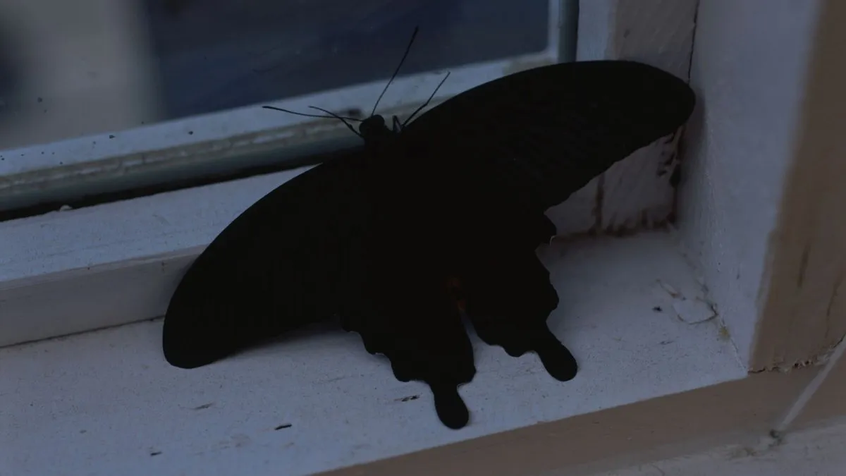 Dicen que si una mariposa negra llega a la parte superior de las puertas o ventanas de alguna casa, entonces hay probabilidades de que ahí se ganen un premio o incluso la lotería.