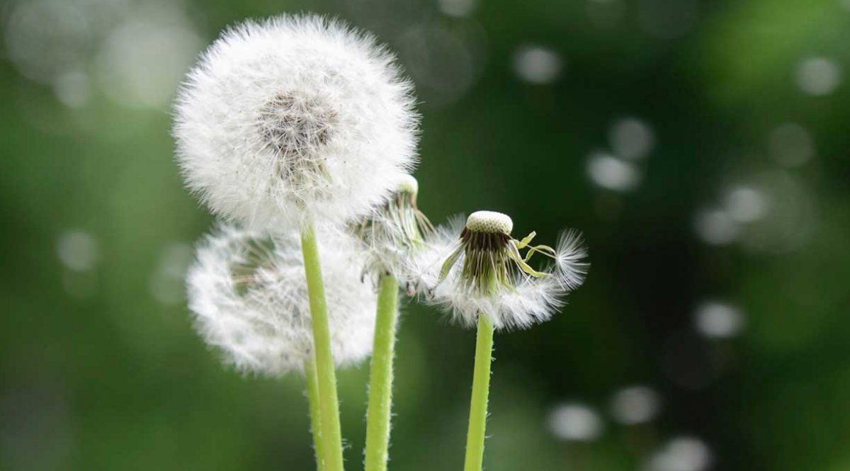 Diente de león: la planta con múltiples propiedades buenas para la salud