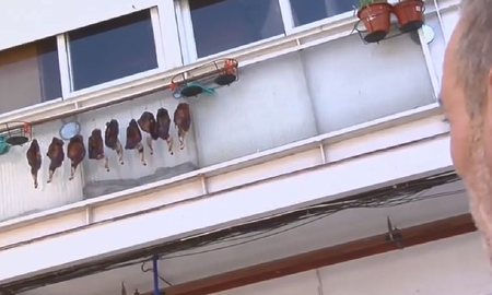 Cuelga pollos en su tender y los vecinos lo escrachan: Da asco