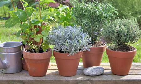 Las plantas aromáticas son una gran opción para alegrar tu hogar. Las plantas aromáticas son una gran opción para alegrar tu hogar.