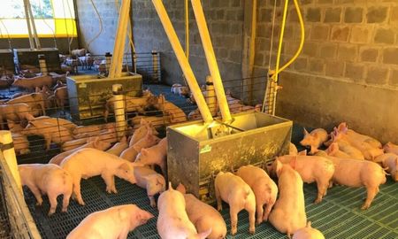 agrodinamica 2025: colonias unidas anuncia inversiones millonarias en produccion porcina agrodinamica 2025: colonias unidas anuncia inversiones millonarias en produccion porcina