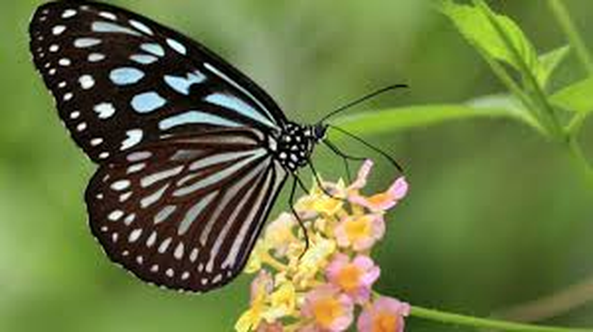 El significado de recibir una mariposa en tu casa