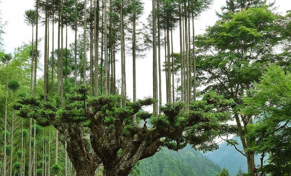 Daisugi: técnica centenaria japonesa para la recolección de madera sin tener que deforestar