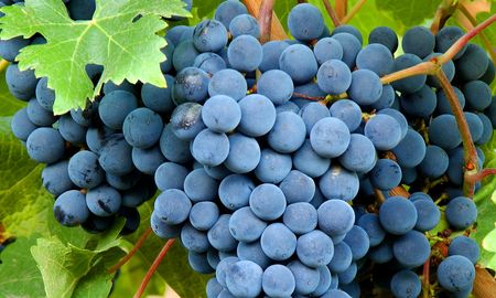 La Cámara Argentina de Vinotecas y Afines se suma a la Semana del Bonarda con descuentos en todo el país y beneficios para los consumidores. La Cámara Argentina de Vinotecas y Afines se suma a la Semana del Bonarda con descuentos en todo el país y beneficios para los consumidores.