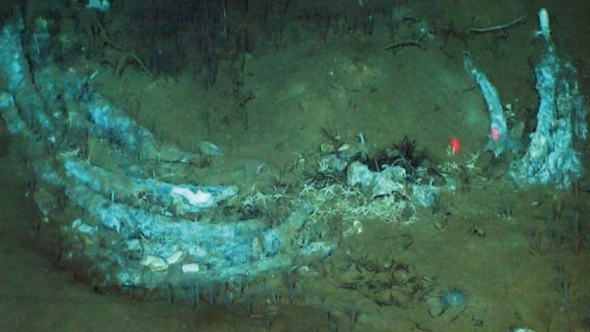 Restos orgánicos en el cementerio de ballenas dan sustento a un ecosistema submarino único. Restos orgánicos en el cementerio de ballenas dan sustento a un ecosistema submarino único.