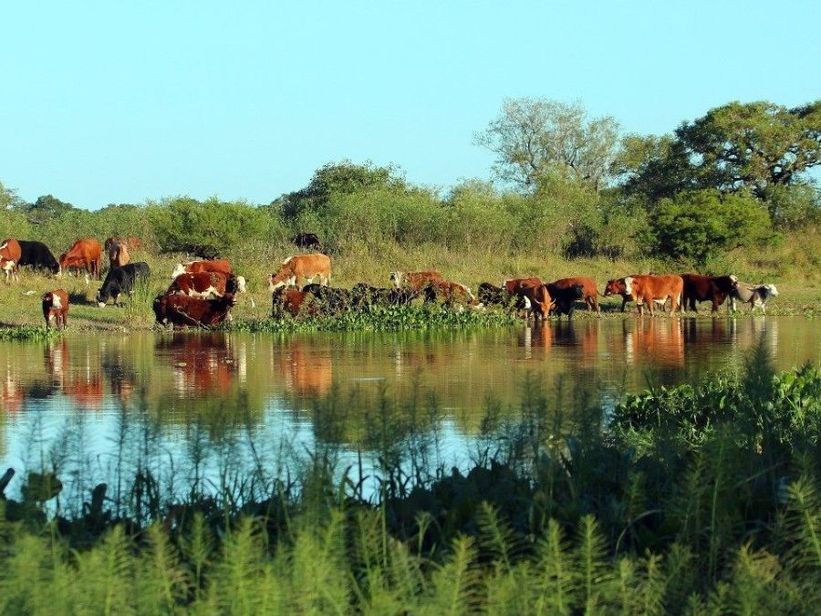 El Niño todavía no obliga a evacuar la hacienda de las islas de Santa Fe, pero los productores ya se preparan para una creciente