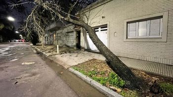 Se cayó un árbol en la zona sur de Santa Fe y está sostenido por los cables