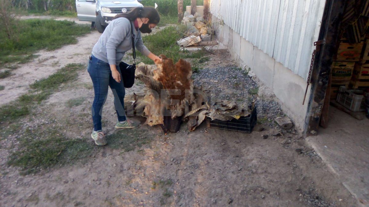 Los cueros de animales fueron desnaturalizados para que los restos cárnicos no generen bacterias que perjudiquen el ambiente y para evitar una posible comercialización de los mismos. 