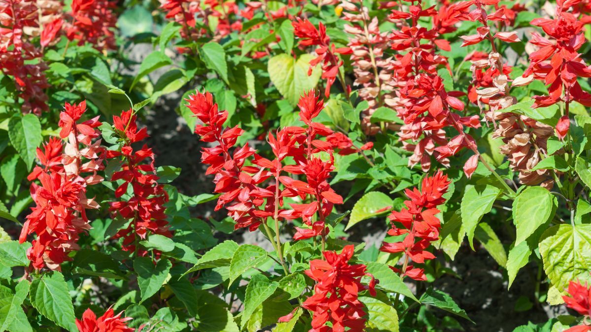 La salvia atrae polinizadores como colibríes, mariposas y abejas. La salvia atrae polinizadores como colibríes, mariposas y abejas.