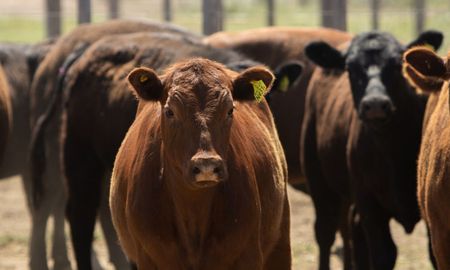 senasa ajusto el sigsa: como impacta el nuevo control de brucelosis en el dt-e senasa ajusto el sigsa: como impacta el nuevo control de brucelosis en el dt-e