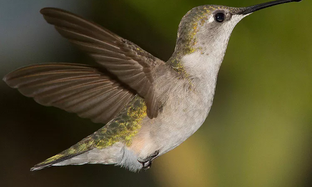 Cómo vuela el colibrí Cómo vuela el colibrí