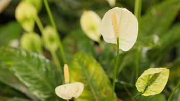 Estos cuidados ayudarán a las flores del espatifilo duren más tiempo. Estos cuidados ayudarán a las flores del espatifilo duren más tiempo.