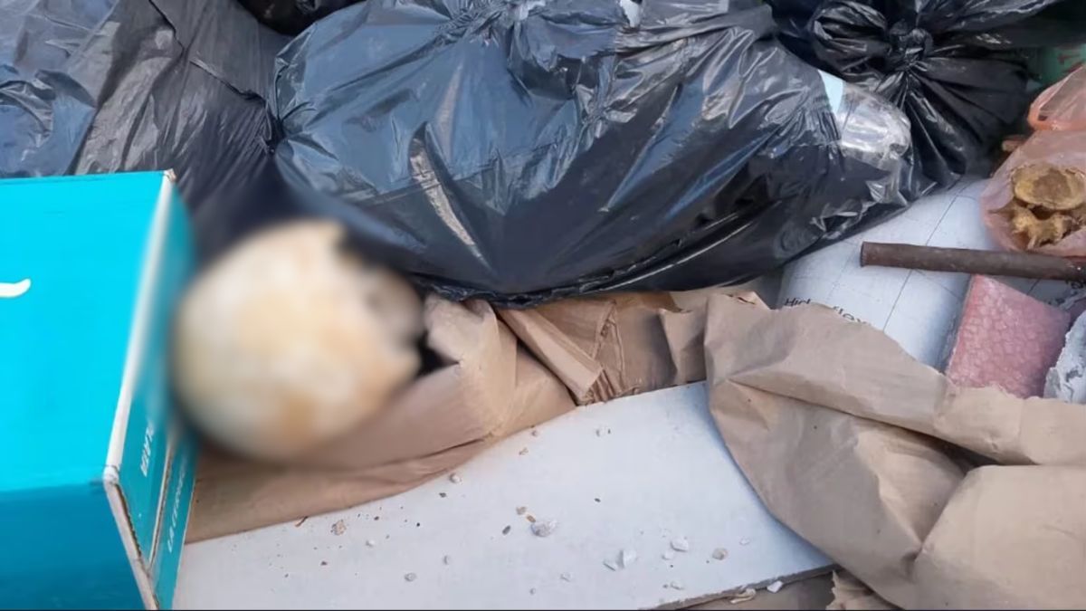 Un vecino salió a tirar la basura y encontró un cráneo humano en Mar del Plat﻿a. (Foto: La Capital).