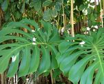 Una monstera saludable puede desarrollar hojas de más de 50 centímetros de largo cuando crece en las condiciones adecuadas. Una monstera saludable puede desarrollar hojas de más de 50 centímetros de largo cuando crece en las condiciones adecuadas.