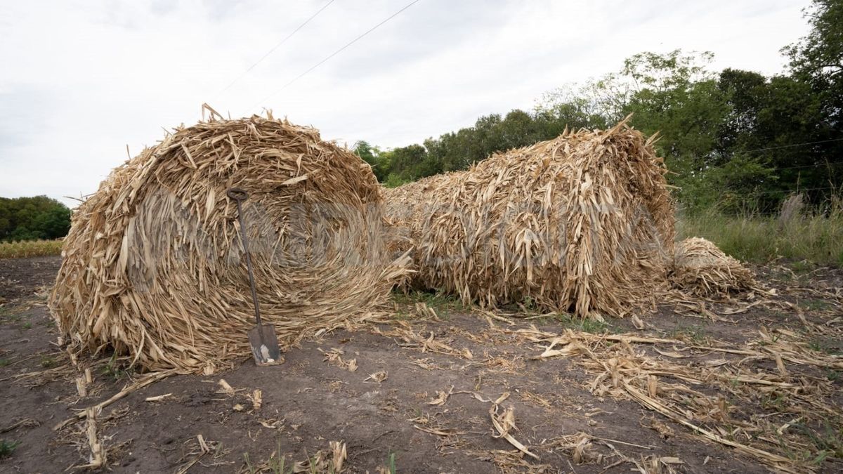 El alimento de las vacas por la sequía.
