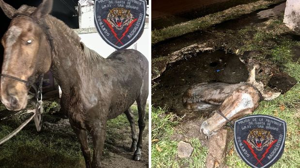 El operativo ocurrió en San Genaro, sur de la provincia de Santa Fe. Bomberos y policías trabajaron varias horas para salvar al caballo atrapado en un pozo.