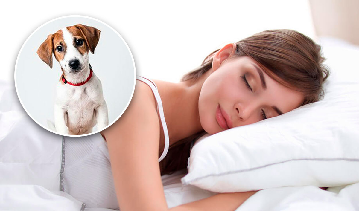 Qué significa soñar con perros