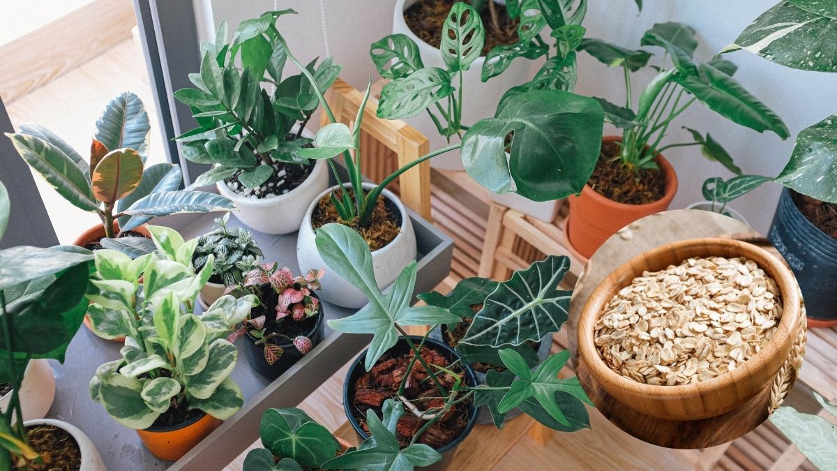 El truco de la avena para las plantas de interior que las vuelve más verdes y fuertes.