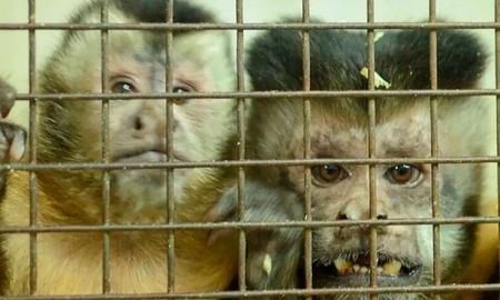 50 monos rescatados en un hospital porteño comienzan una nueva vida en Sudáfrica. 50 monos rescatados en un hospital porteño comienzan una nueva vida en Sudáfrica.