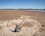 En el lecho de la laguna, frente al Parque Tecnológico, aparecieron dos anclas abandonadas. En el lecho de la laguna, frente al Parque Tecnológico, aparecieron dos anclas abandonadas.