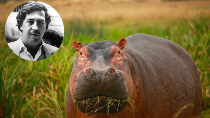 Colombia sacrificará a los hipopótamos de Pablo Escobar: la drástica medida por su expansión