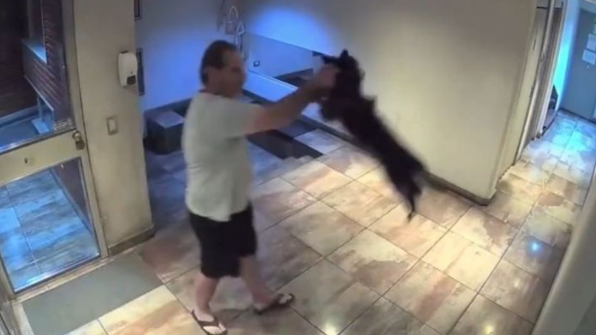 Lo filmaron golpeando brutalmente a su perro en un edificio y terminó detenido.