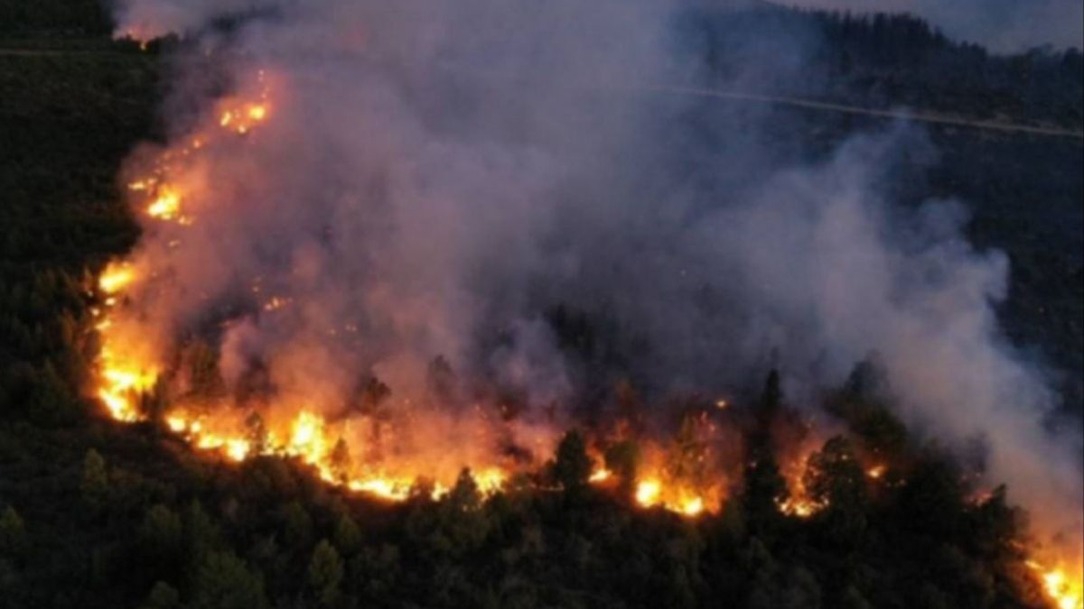 Habló un testigo de los incendios en la Patagonia y contó su triste presente tras perderlo todo.