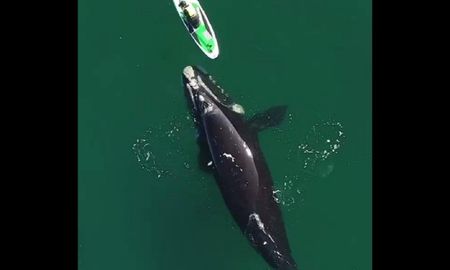 Video viral: una ballena acompañó a una mujer mientras hacía paddle surf. Video viral: una ballena acompañó a una mujer mientras hacía paddle surf.