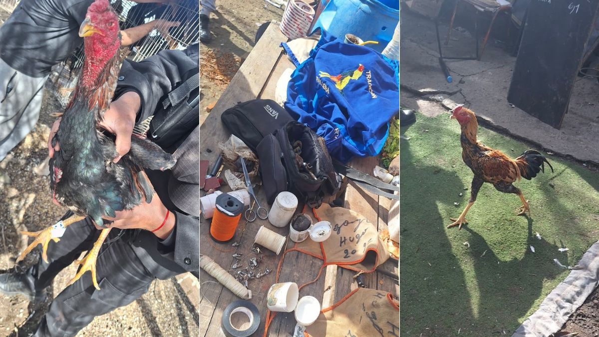 Cayeron 13 por organizar peleas de gallos en Villa Gobernador Gálvez: rescataron 31 animales en mal estado.
