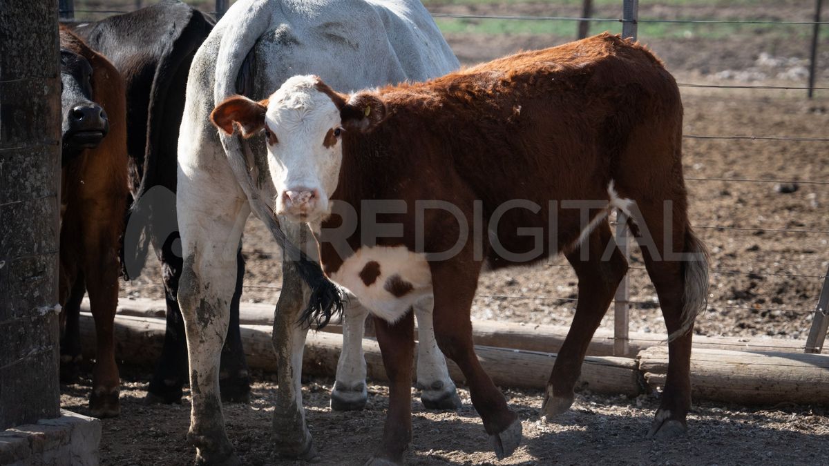 Un argentino murió en Uruguay tras chocar con tres vacas.