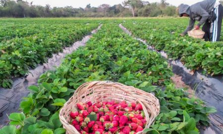 Arroyo Leyes: rescataron a 13 personas de una plantación de frutillas en condiciones informales. Arroyo Leyes: rescataron a 13 personas de una plantación de frutillas en condiciones informales.
