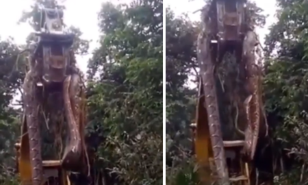Encontraron a una anaconda gigante de 10 metros de largo en Brasil. Encontraron a una anaconda gigante de 10 metros de largo en Brasil.