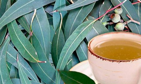 Generalmente en el ámbito de la medicina se utilizan las hojas o como aceite esencial Generalmente en el ámbito de la medicina se utilizan las hojas o como aceite esencial