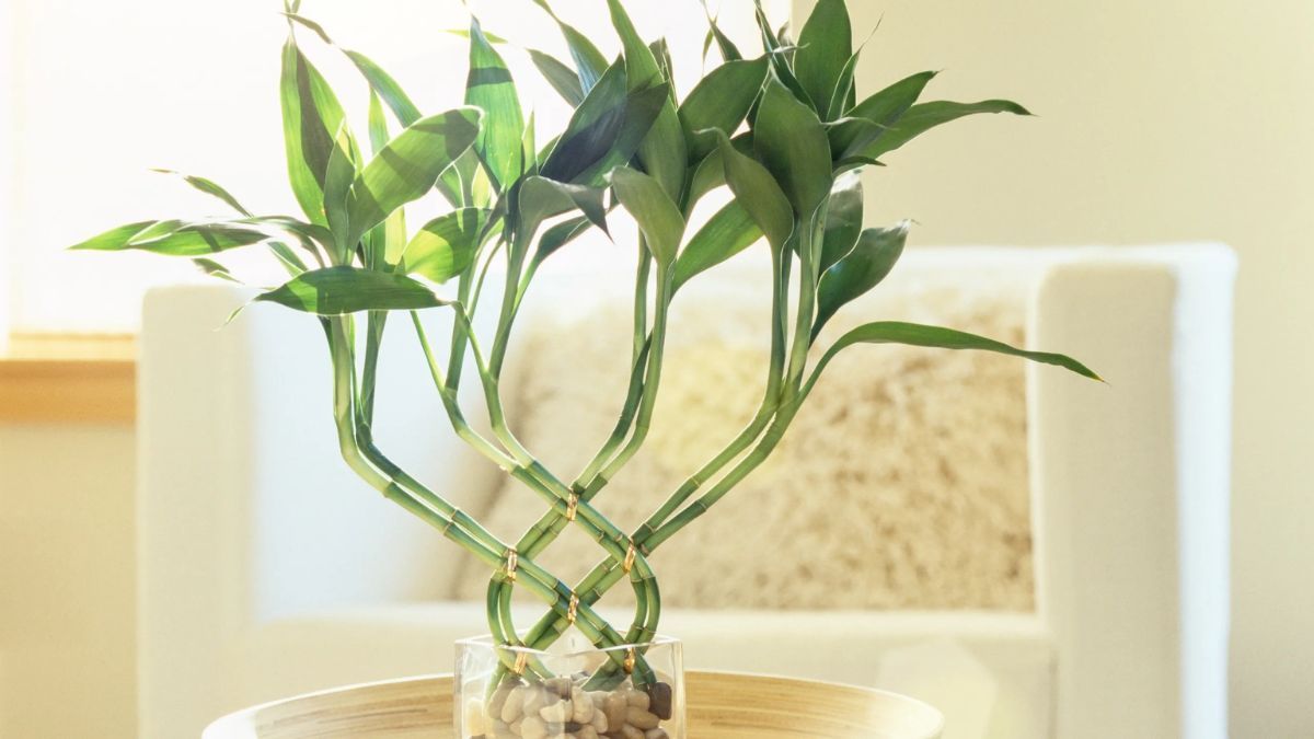El bambú de la suerte es símbolo de prosperidad en el Feng Shui.
