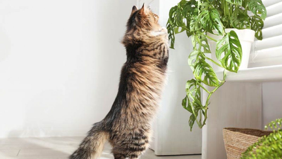 El contacto con algunas puede ocasionar problemas cutáneos u oculares