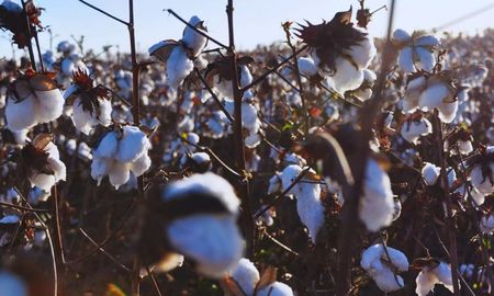 El INTA Sáenz Peña desarrolló una nueva variedad de algodón que representa un hito para la agricultura argentina. El INTA Sáenz Peña desarrolló una nueva variedad de algodón que representa un hito para la agricultura argentina.