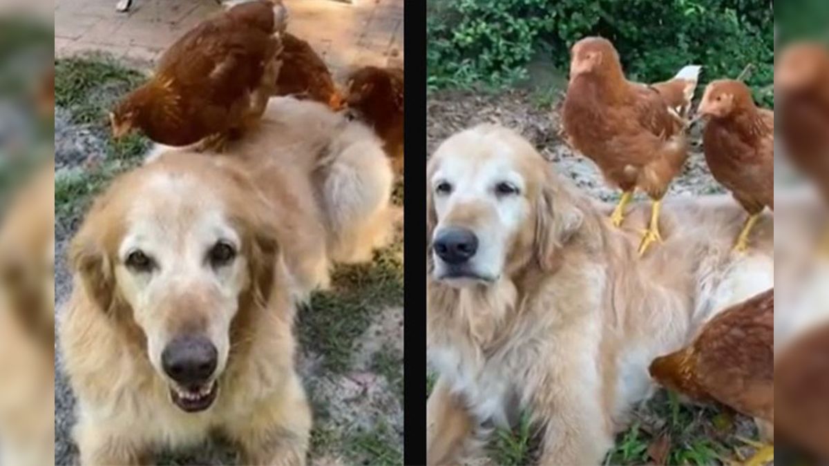 Este video demuestra que los perros y las gallinas pueden ser amigos&nbsp;