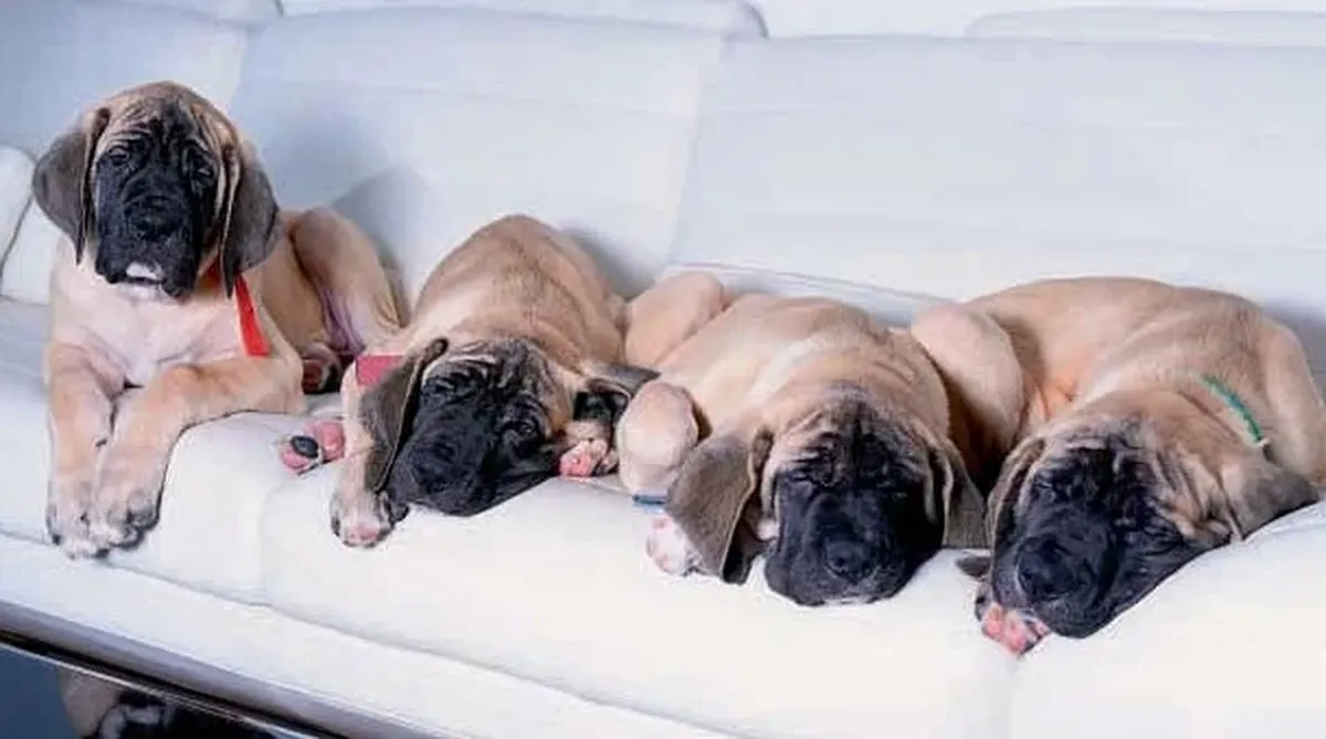 Conan tuvo varios hijos, pero Javier Milei decidió quedárselos a todos.