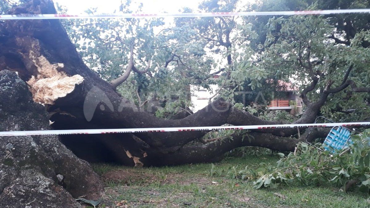Postal de c&oacute;mo qued&oacute; el &aacute;rbol tras la ca&iacute;da.&nbsp;