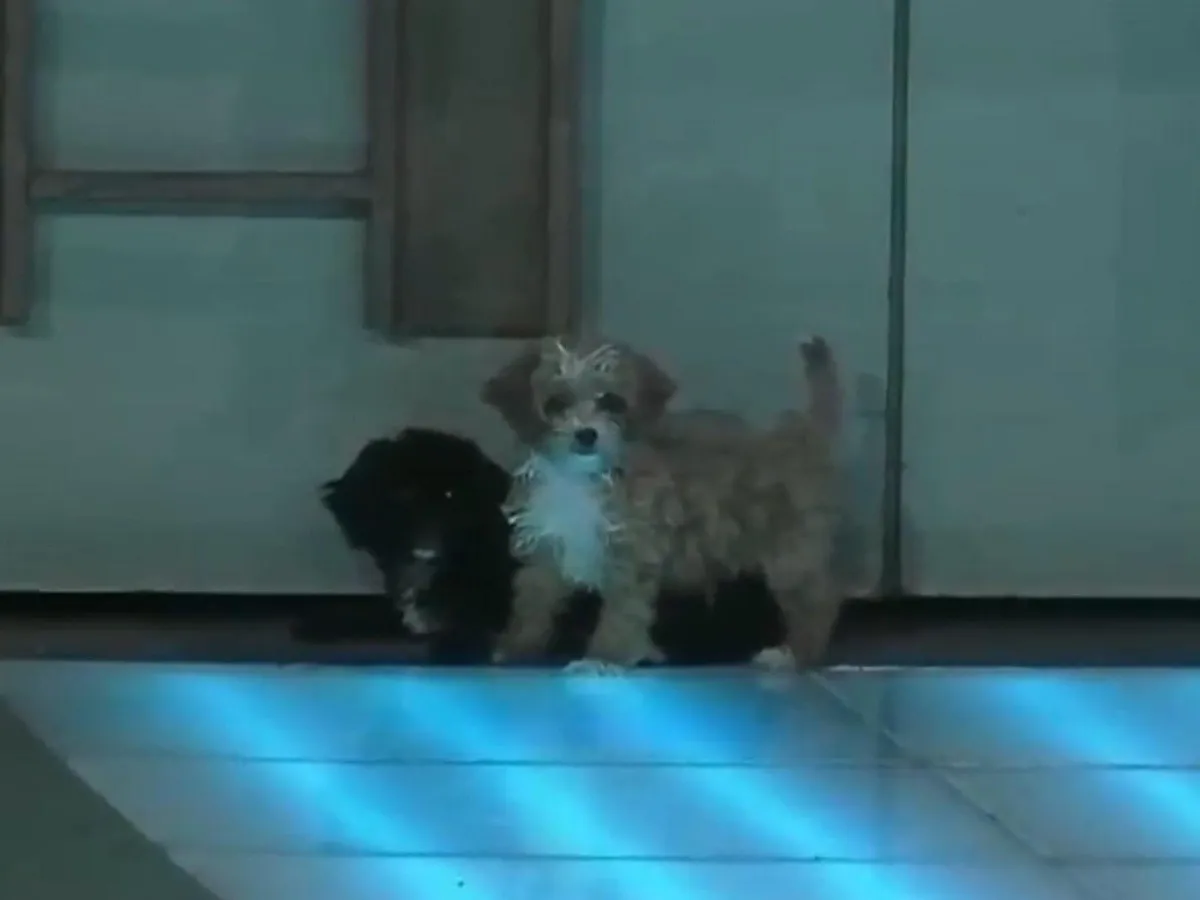 Moro y Caramelo son los perritos que ingresaron a Gran Hermano.