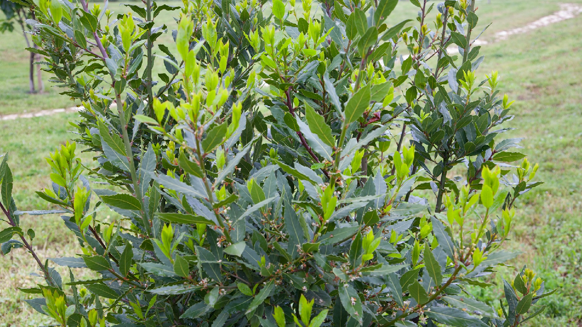 Esta planta posee efecto calmante y es capaz de desacelerar el sistema nervioso.