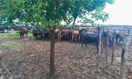encontraron en un feedlot la hacienda robada al agroinfluencer la joya agro encontraron en un feedlot la hacienda robada al agroinfluencer la joya agro