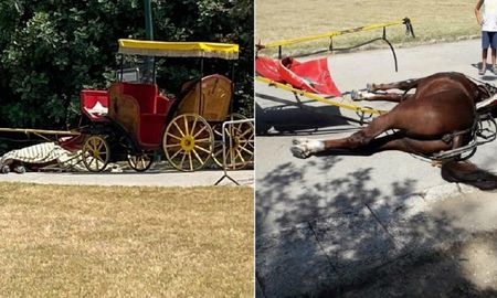 un caballo murio en plena calle mientras tiraba de un carruaje un caballo murio en plena calle mientras tiraba de un carruaje