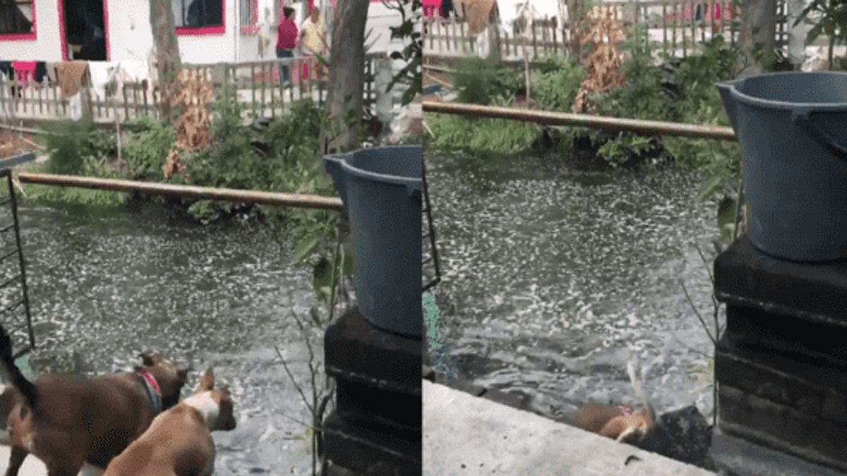 Peces de M&eacute;xico