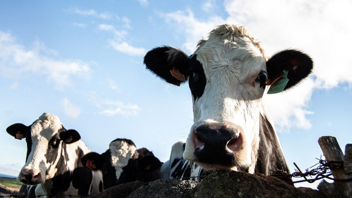 El Indec difundió esta semana los resultados del Censo Agropecuario realizado en 2018.