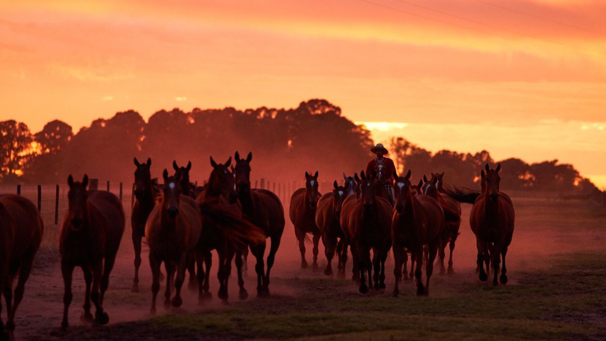 GToken: la primera app que desarrollaron tres emprendedores de argentina, que permite ingresar al mercado de cría de caballos de polo. GToken: la primera app que desarrollaron tres emprendedores de argentina, que permite ingresar al mercado de cría de caballos de polo.