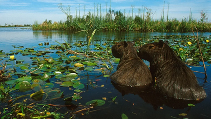 Día Mundial de los Humedales: por qué son clave para la vida y el clima